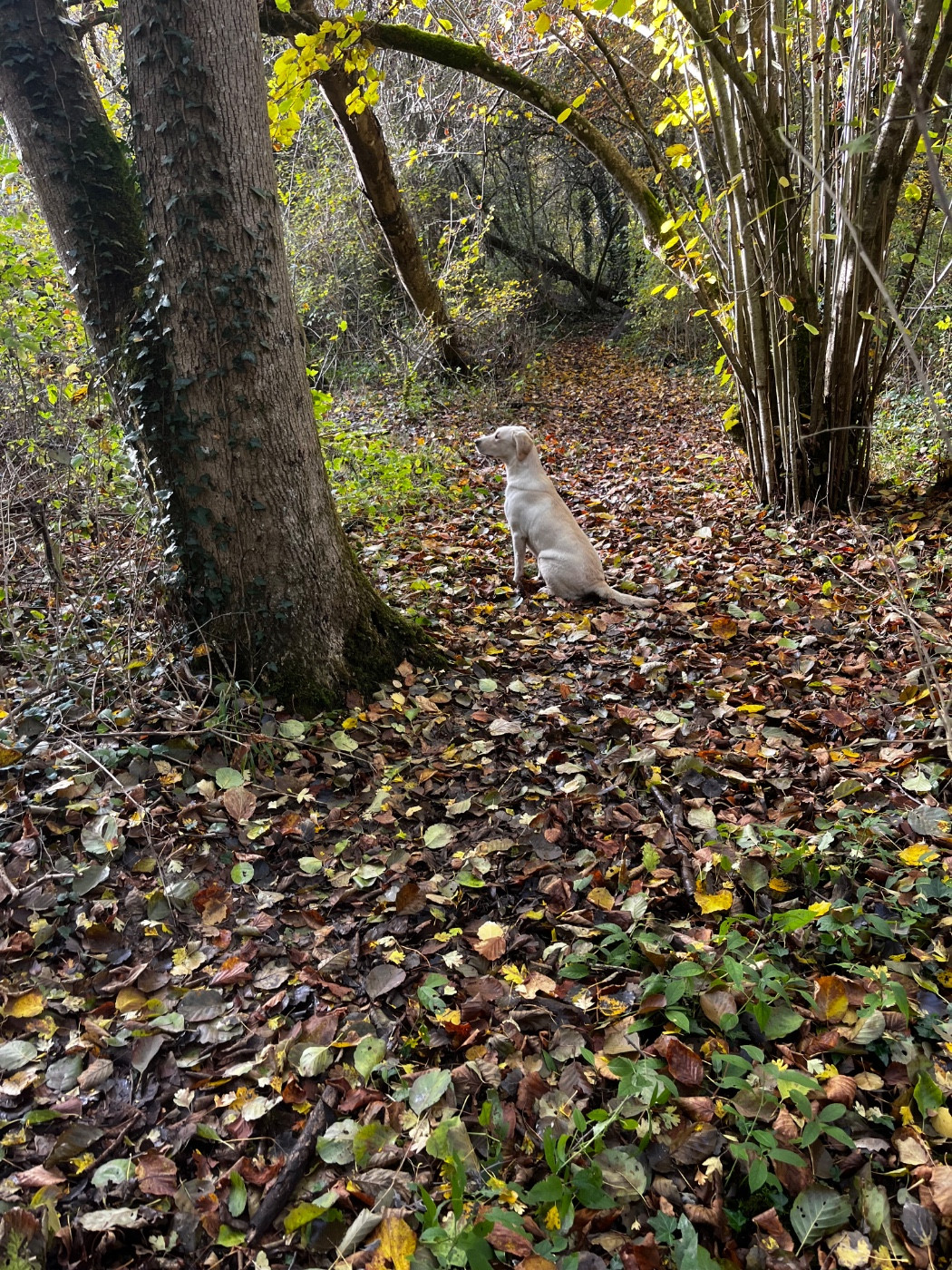 Ukraine ulika  De Javelot Des Granges