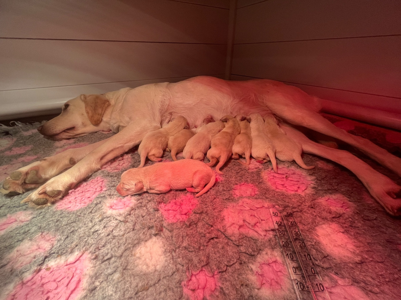 Vom Haras Des Vaud - Labrador Retriever - Portée née le 16/03/2026