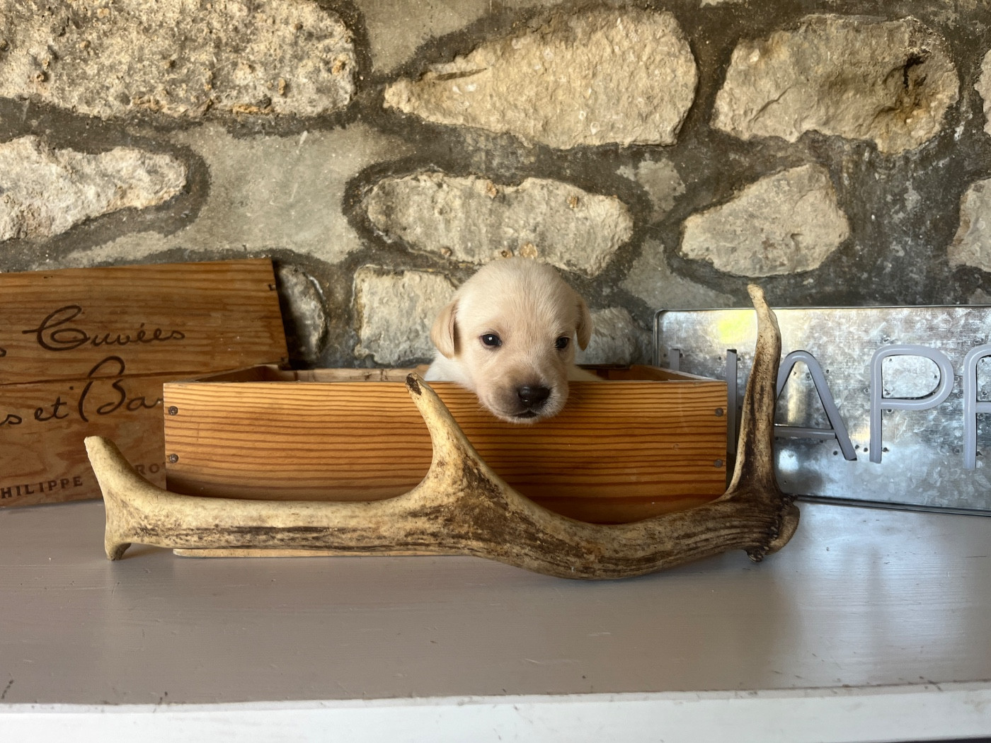 Vom Haras Des Vaud - Chiots disponibles - Labrador Retriever