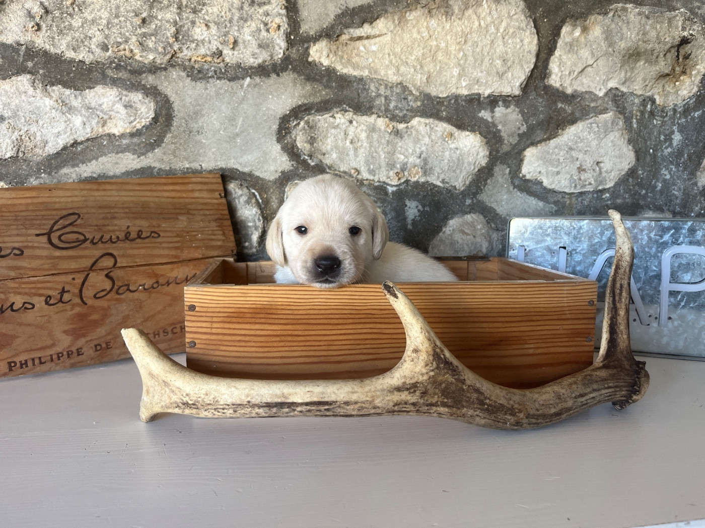 Vom Haras Des Vaud - Chiots disponibles - Labrador Retriever