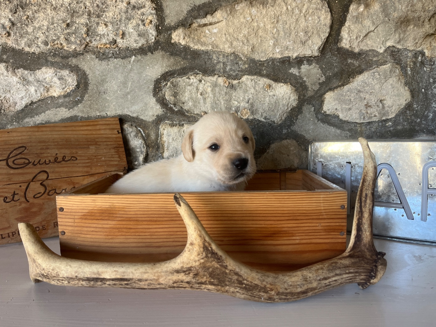 Vom Haras Des Vaud - Chiots disponibles - Labrador Retriever