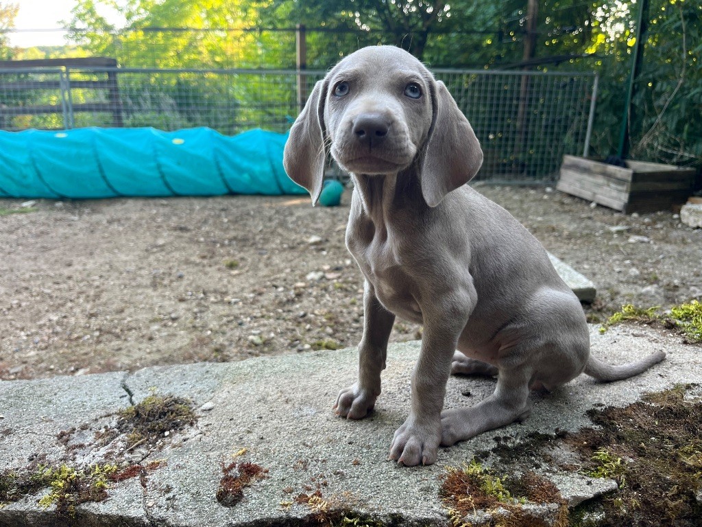 Vom Haras Des Vaud - Chiots disponibles - Braque de Weimar