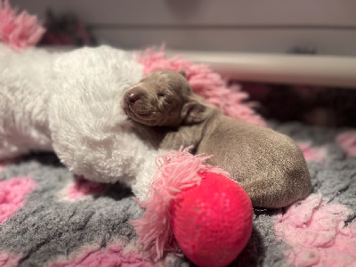 CHIOT