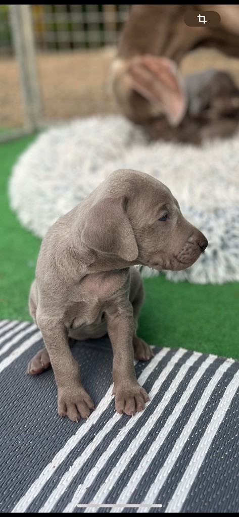 Vom Haras Des Vaud - Chiots disponibles - Braque de Weimar