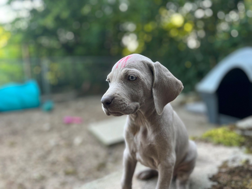 Vom Haras Des Vaud - Chiots disponibles - Braque de Weimar