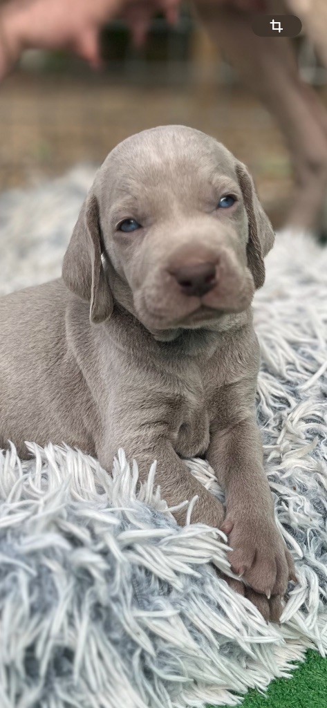 Vom Haras Des Vaud - Chiots disponibles - Braque de Weimar